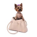 Cute Yorkshire Terrier dog in bag isolated on white Royalty Free Stock Photo