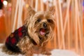 Cute Yorkshire Terrier dog in black and red coat sitting outdoors yawning profoundl Royalty Free Stock Photo