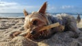 Cute Yorkshire terrier dog chewing a stick on beach. Close up, low angle.