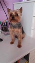 Cute Yorkshire terrier dog