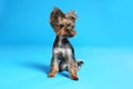 Cute Yorkshire terrier dog on blue background