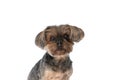 Cute yorkshire terrier dog looking at the camera Royalty Free Stock Photo