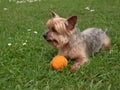 Cute Yorkshire Terrier dog lying on grass Royalty Free Stock Photo