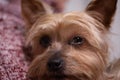 Cute Yorkshire Terrier dog portrait, close up of face, being held by a person wearing a woolly jumper. Royalty Free Stock Photo