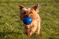 Cute Yorkshire Terrier dog running in grass with blue rubber ball in mouth Royalty Free Stock Photo