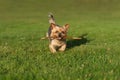 Cute Yorkshire Terrier dog running with stick in mouth, playing fetch. Royalty Free Stock Photo