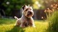 Cute yorkshire terrier dog sitting on green grass at sunset. Generative AI Royalty Free Stock Photo