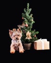 A cute Yorkshire Terrier dog is sitting next to a surprise in a box near the Christmas tree Royalty Free Stock Photo