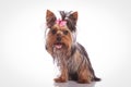 Cute yorkshire terrier dog sitting on studio background Royalty Free Stock Photo