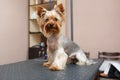 Yorkie puppy tied on table in vet clinic for pet grooming service