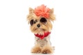 Cute yorkshire terrier dog wearing a flower on head Royalty Free Stock Photo