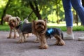 Cute Yorkshire Terrier dogs with holder for poo bags in park