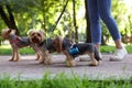 Cute Yorkshire Terrier dogs with holder for poo bags in park