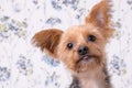 A cute yorkshire terrier headshot