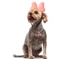 Cute yorkshire terrier licking nose and wearing pink bow Royalty Free Stock Photo