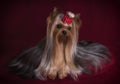 Cute Yorkshire terrier with long coat on red background