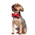 Cute yorkshire terrier looking to side and wearing bowtie Royalty Free Stock Photo