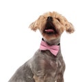 Cute yorkshire terrier looking up and wearing pink bowtie Royalty Free Stock Photo