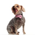 Cute yorkshire terrier lookng up and wearing pink bowtie Royalty Free Stock Photo