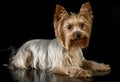 Cute yorkshire terrier lying in black photo studio Royalty Free Stock Photo