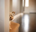 A cute yorkshire terrier peeking from around a wall