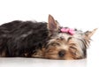 Cute yorkshire terrier puppy asleep