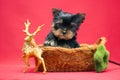 Cute Yorkshire terrier puppy in basket Royalty Free Stock Photo