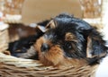 Cute Yorkshire terrier puppy dog sitting in a box Royalty Free Stock Photo