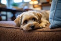 Cute Yorkshire Terrier puppy lying on the sofa in living room, An adorable image of a little pooch in a warm, friendly atmosphere