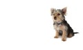 Cute yorkshire terrier puppy sitting Royalty Free Stock Photo