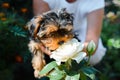 Cute yorkshire terrier puppy sniffing white rose flower in garden outdoors. Close-up of curious dog's muzzle