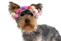 Cute yorkshire terrier puppy wearing flowers headband and looking up Royalty Free Stock Photo