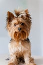 Cute yorkshire terrier sits on a white background. Portrait of adorable dog. A little lovely dog is smiling. A happy pet Royalty Free Stock Photo