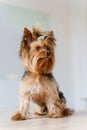 Cute yorkshire terrier sits on a white background. Portrait of adorable dog. A little lovely dog is smiling. A happy pet Royalty Free Stock Photo