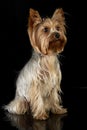 Cute yorkshire terrier sitting in a black photo studio Royalty Free Stock Photo