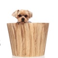 Cute yorkshire terrier sitting in a wooden box Royalty Free Stock Photo