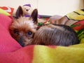 Cute Yorkshire Terrier sleeping and chilling out