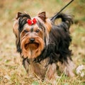 Cute Yorkshire Terrier Small Dog Outdoor