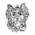 Cute Yorkshire terrier. Vector illustration for a card or poster.