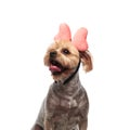 Cute yorkshire terrier wearing pink bow and sticking out tongue Royalty Free Stock Photo