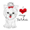 Cute Yorkshire Terrier