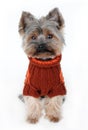 Cute yorkshire terrier in winter clothes