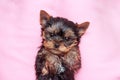 Cute yorkshire terrier, yorkie puppy lying looking at the camera on a pink background. Top view Royalty Free Stock Photo