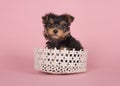 Yorshire terrier puppy in a basket on a pink background