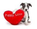 Puppy Love Valentines Day