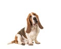 Cute young adult basset hound sitting and facing the camera seen from the side Royalty Free Stock Photo