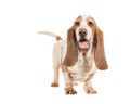 Cute young adult basset hound standing Royalty Free Stock Photo