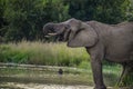 A cute and young African elephant drinking water in summer Royalty Free Stock Photo