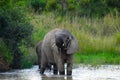 A cute and young African elephant drinking water in summer Royalty Free Stock Photo