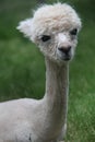 Cute Young Alpaca with big eyes and a sweet smile